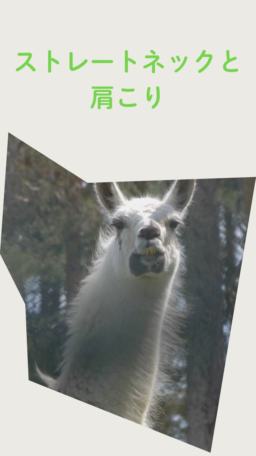違いはここに！ストレートネックと肩こりの意外な解決策✨