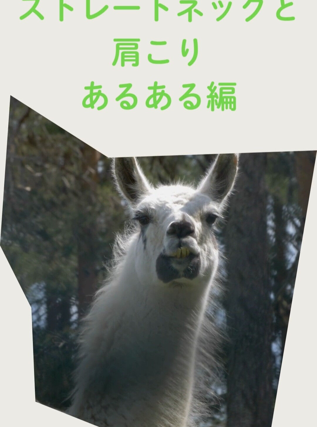 📌 **ストレートネックと肩こりあるある特集：健康への第一歩